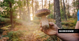 6 things you never knew about mushrooms