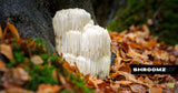 Unveiling the Wonders: 9 Health Benefits of Lion’s Mane Mushroom (Plus Side Effects)