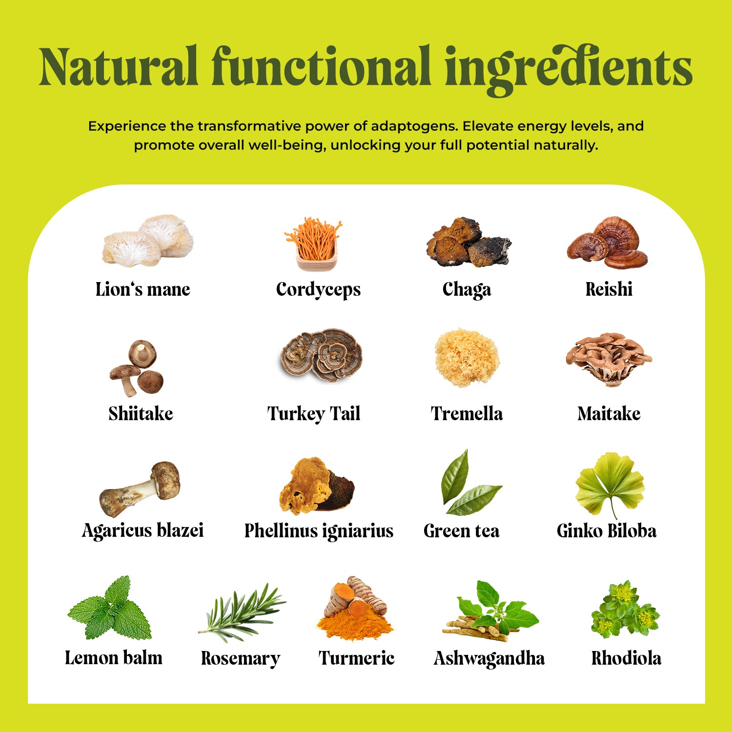 10 mushrooms and herbal tea blend